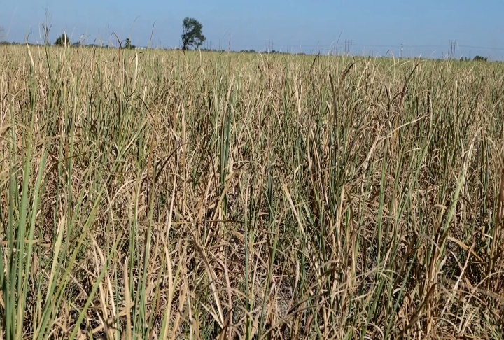 Sugarcane industry facing 'unprecedented' times amid record heat and drought